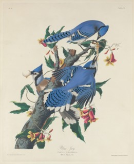 Blue Jay, 1831.