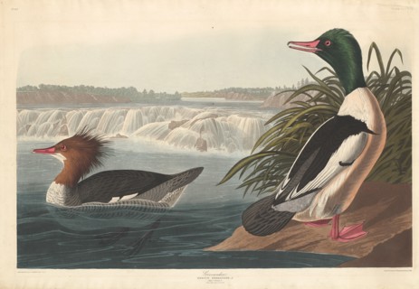 Goosander, 1836.