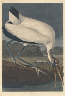 Wood Ibis, 1834.