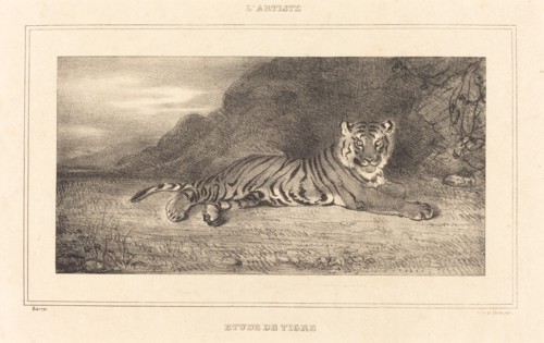 Study of a Tiger.