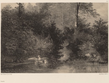 Canards. [Ducks].