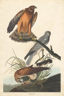 Marsh Hawk, 1837.