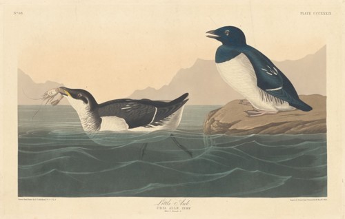 Little Auk, 1836.