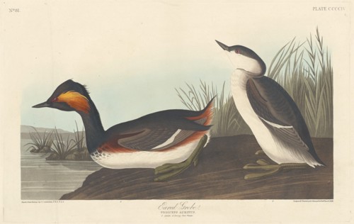 Eared Grebe, 1838.