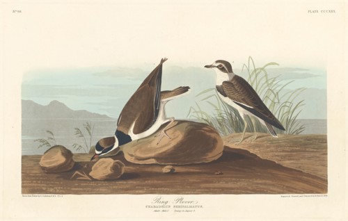 Ring Plover, 1836.