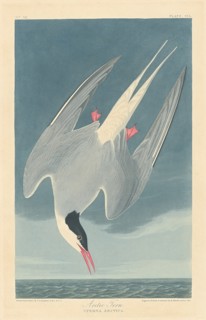 Arctic Tern, 1835.