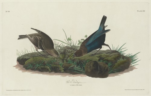 Cow Bunting, 1830.