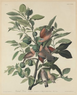 Ground Dove, 1833.