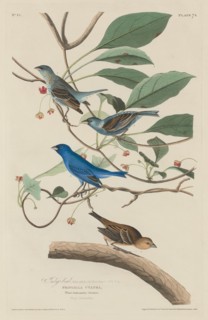 Indigo Bird, 1829.