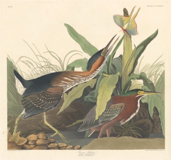 Green Heron, 1836.