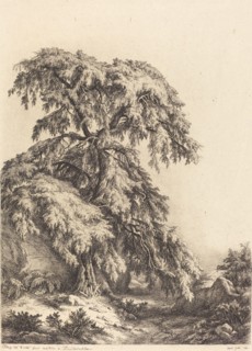 Juniper Tree, 1840.