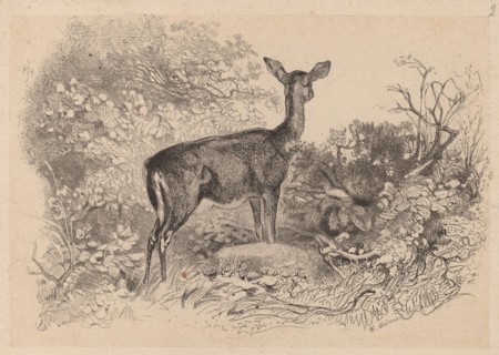 Une biche. [A doe].