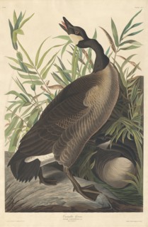 Canada Goose, 1834.