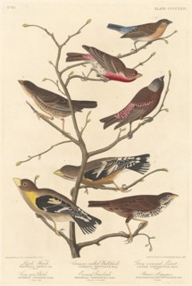 Lazuli Finch, 1838.