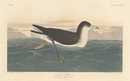 Dusky Petrel, 1836.