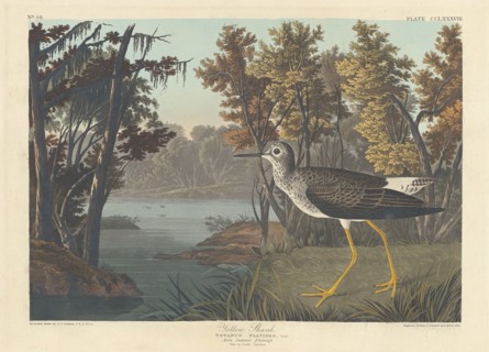 Yellow Shank, 1836.