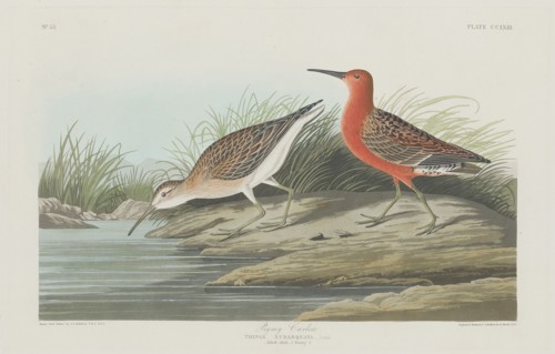 Pigmy Curlew, 1835.