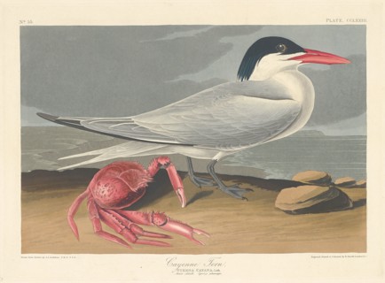Cayenne Tern, 1835.