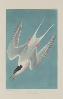Roseate Tern, 1835.