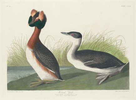 Horned Grebe, 1835.