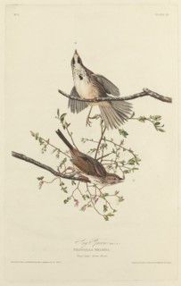 Song Sparrow, 1827.