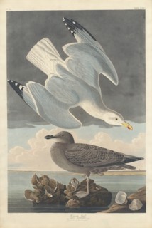 Herring Gull, 1836.
