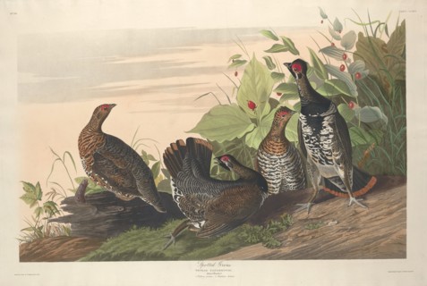 Spotted Grous, 1833.