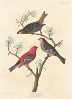 Pine Grosbeak, 1837.