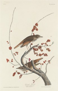 Hermit Thrush, 1829.