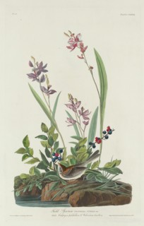 Field Sparrow, 1832.