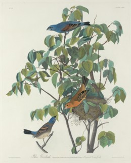 Blue Grosbeak, 1831.