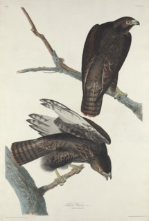 Black Warrior, 1830.