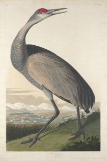 Hooping Crane, 1835.