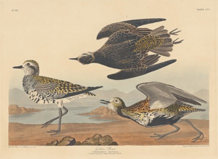 Golden Plover, 1836.