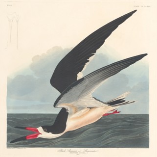 Black Skimmer, 1836.