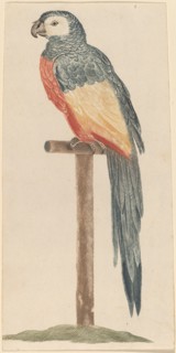 Parrot, 1680s/1690s.