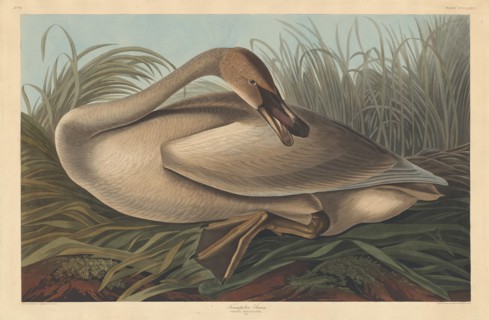 Trumpeter Swan, 1837.