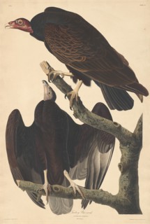 Turkey Buzzard, 1832.