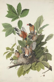 American Robin, 1832.