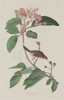 Bachmans Finch, 1833.