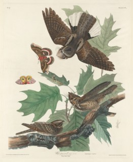 Whip-poor-will, 1830.