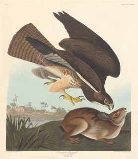 Common Buzzard, 1837.