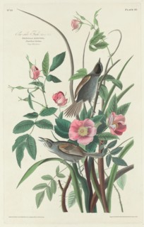 Sea-side Finch, 1830.