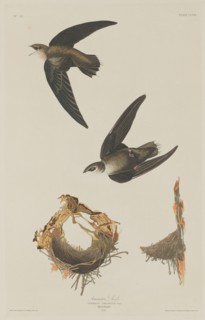 American Swift, 1833.