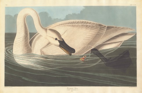 Trumpeter Swan, 1838.