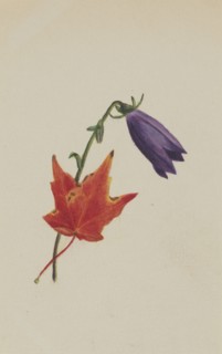 (Untitled), ca. 1876.