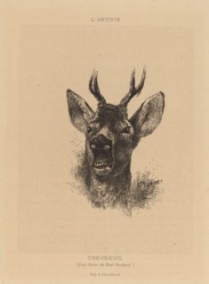 Chevreuil. [Roe deer].