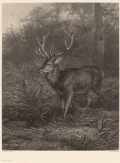 Cerf Dix-Cors. [Stag].