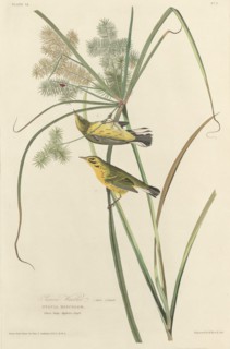 Prairie Warbler, 1827.