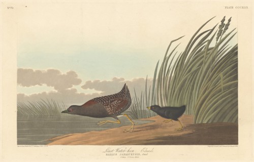 Least Water-hen, 1836.